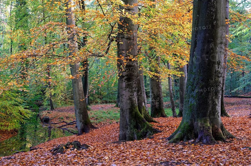 Beech forest in autumn