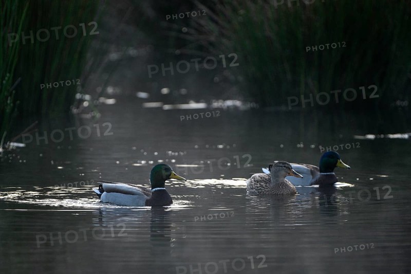 Mallard