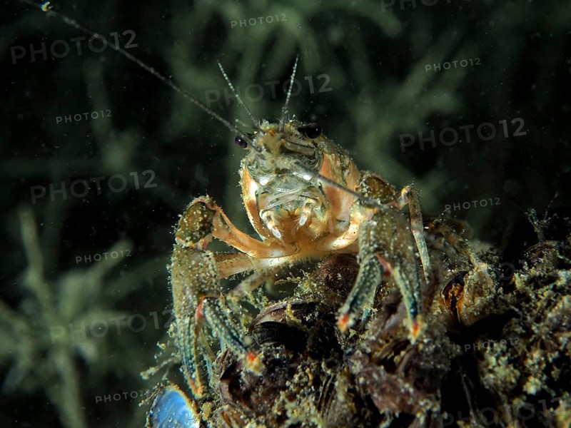 Portrait of crayfish