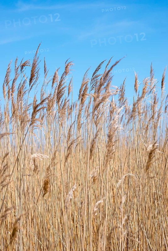 Reed or common reed