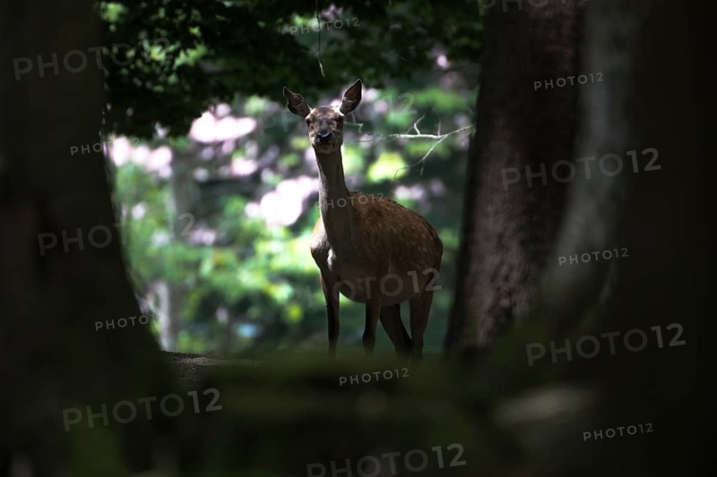 Red deer in the animal enclosure