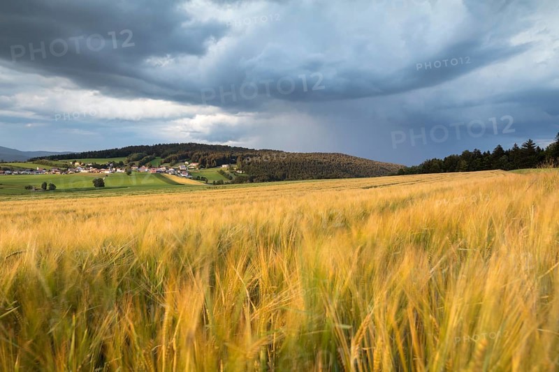Barley field in the evening light