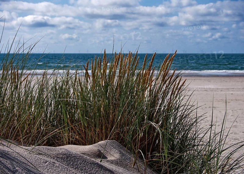 Marram grass