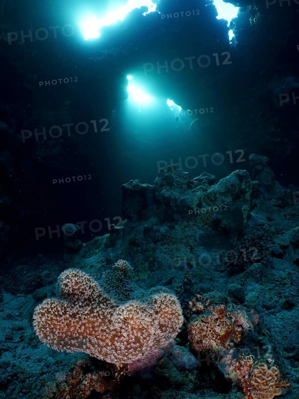 Mushroom leather coral