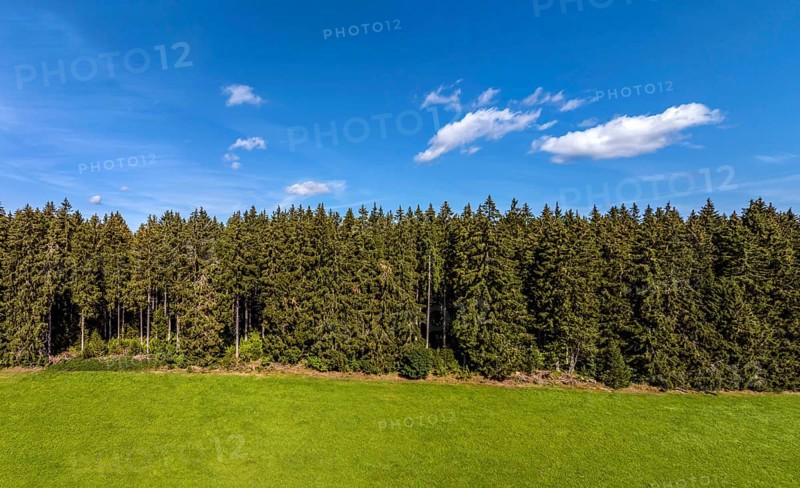 Coniferous forest with sky and clouds