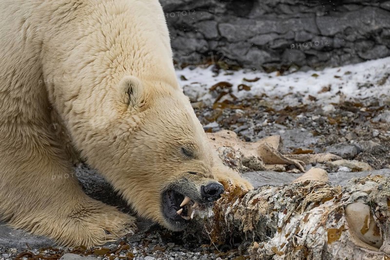 Scavenging polar bear