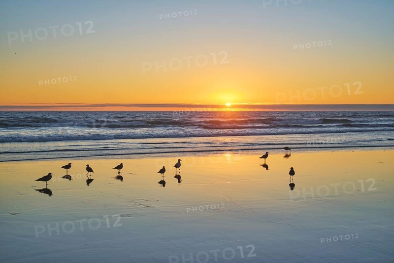 Seagulls on beach sund at atlantic ocean sunset with surging waves at Fonte da Telha beach