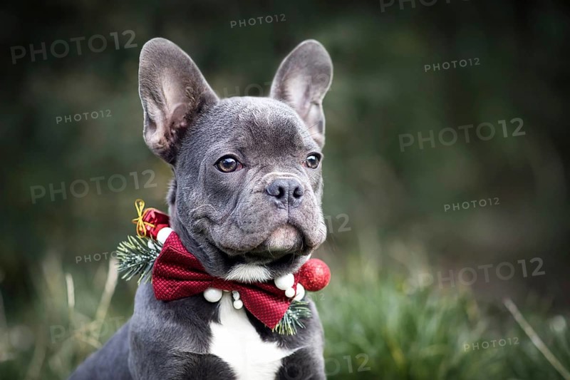 Head of young blue French Bulldog dog wearing seasonal Christmas collar with red bow tie on blurry green background