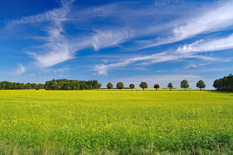 Blooming mustard fields in autumn