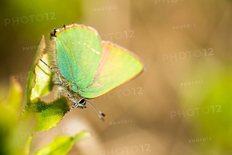 Green hairstreak