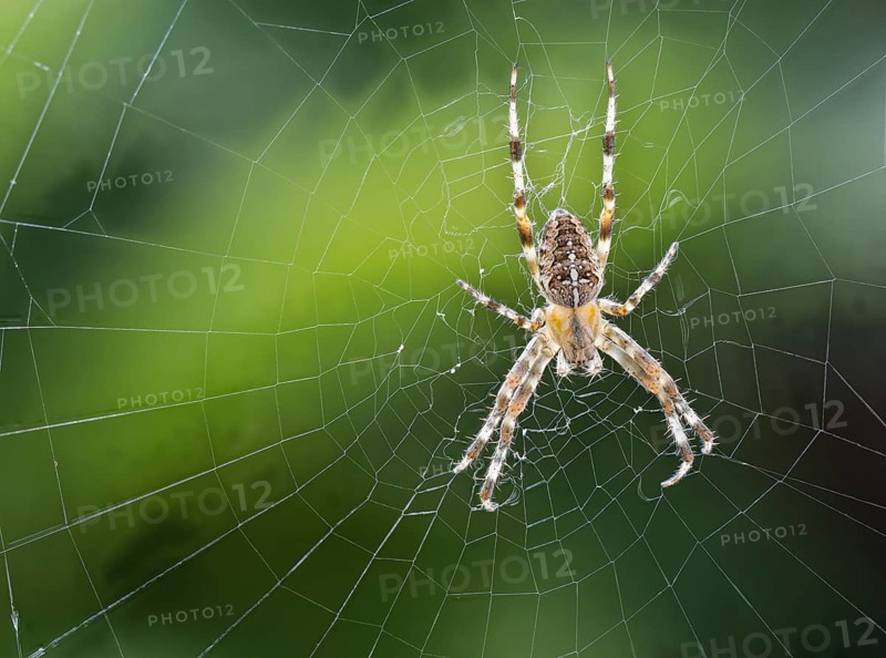 European garden spider