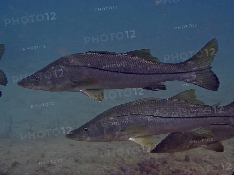 Common snook