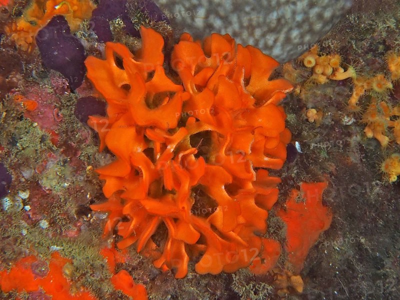 Orange spiny sponge