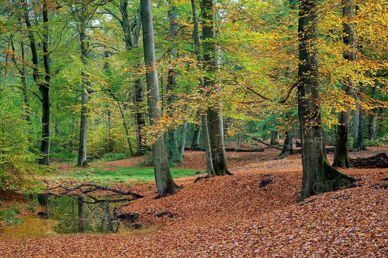 Beech forest in autumn