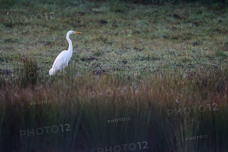Great egret