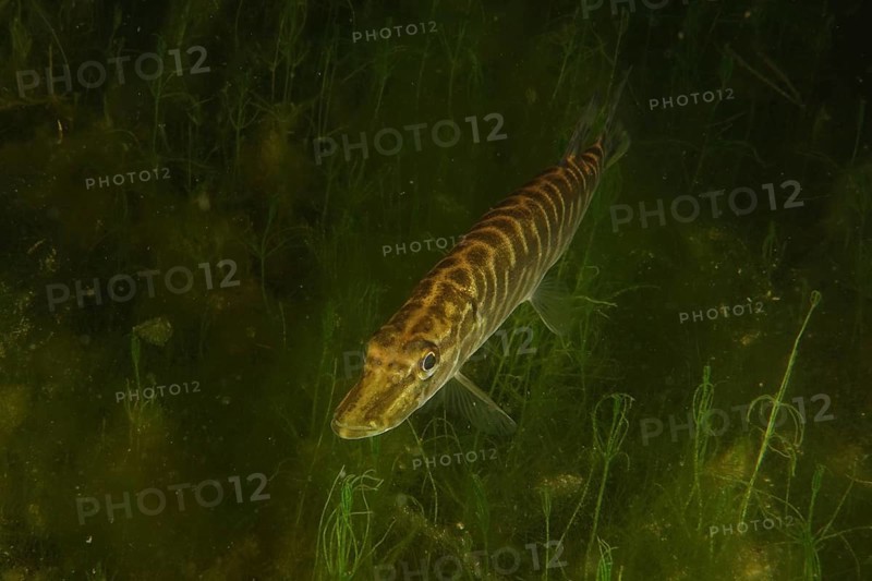 Pike