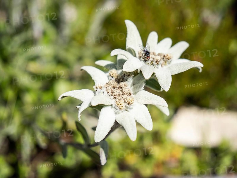 Alpine edelweiss