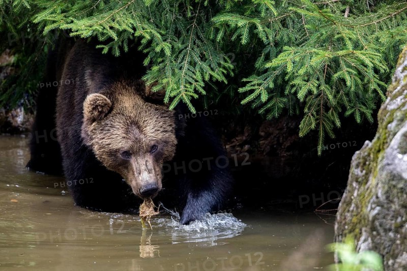 Brown bear in the animal enclosure