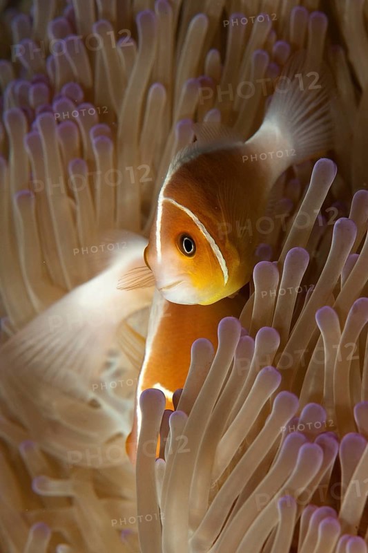 Close-up of symbiotic behaviour Symbiosis of pink skunk clownfish