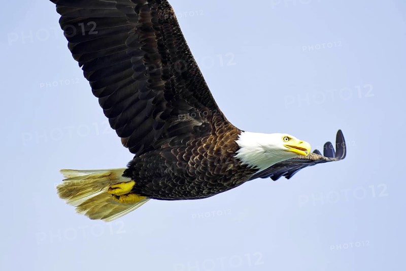 Bald eagle in flight