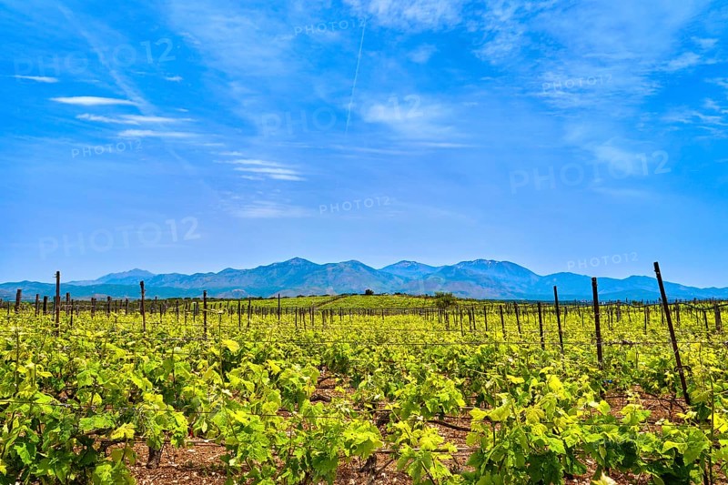 Beautiful landscape with vineyards and distant mountains