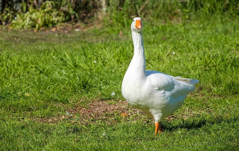 White-fronted Goose