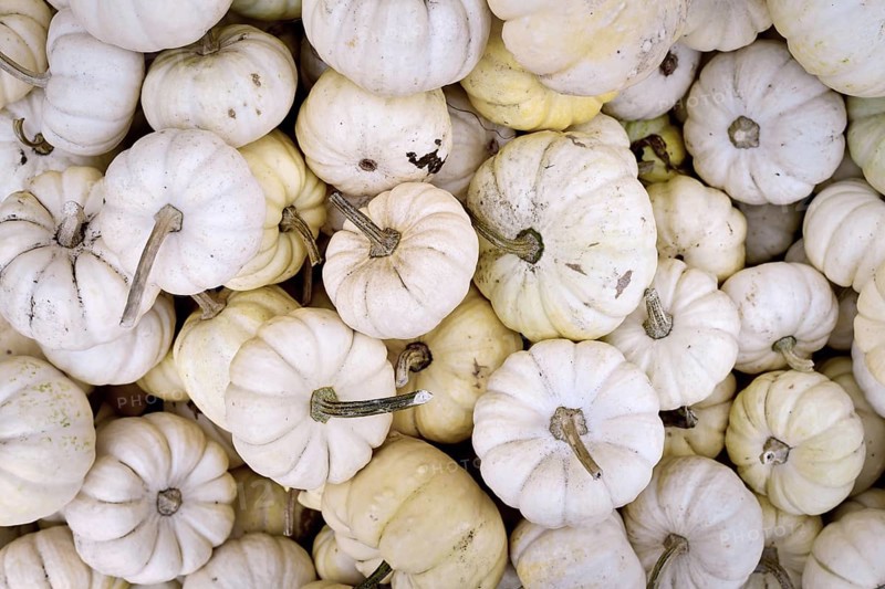 Top view of many small white Baby Boo pumpkins