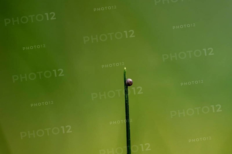 Egg of a swallowtail