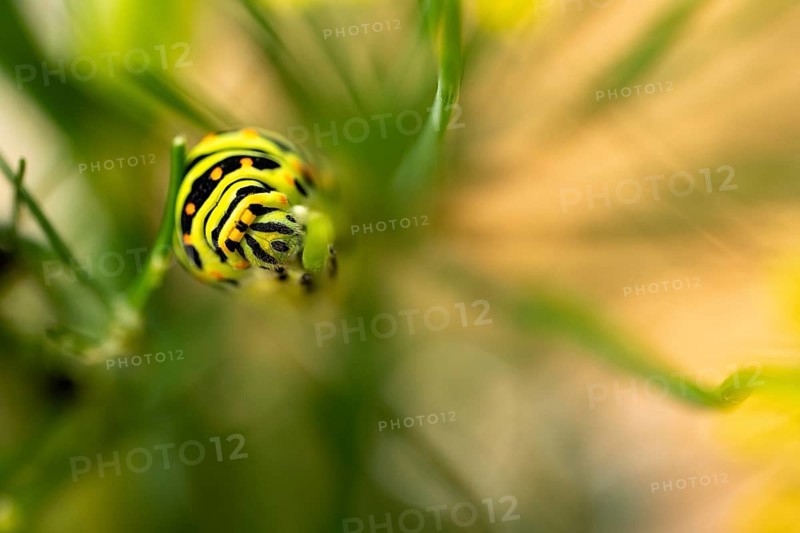 Swallowtail