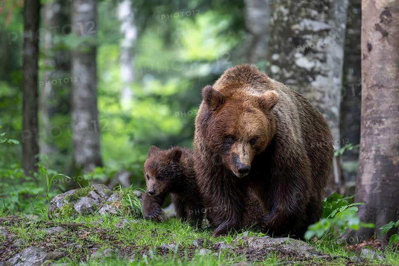 European brown bear