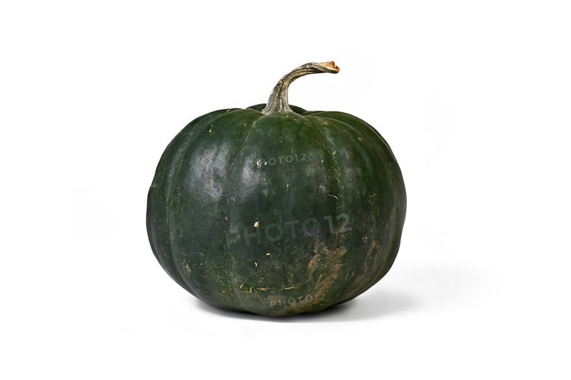 Dark 'Black Kat F1' acorn squash with dark green