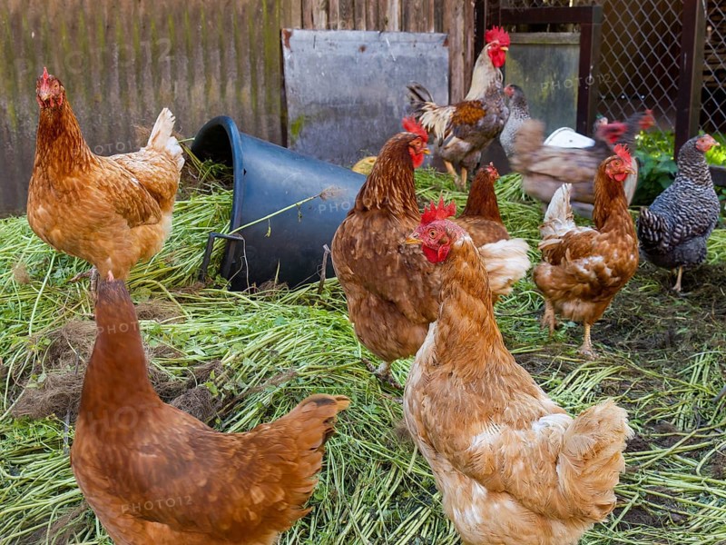 Free-range chickens and green grass in small farm