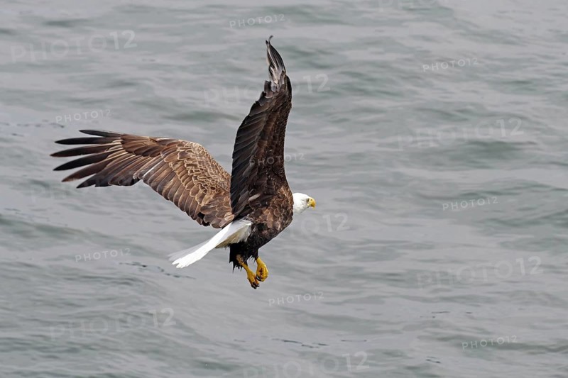 Bald eagle in flight