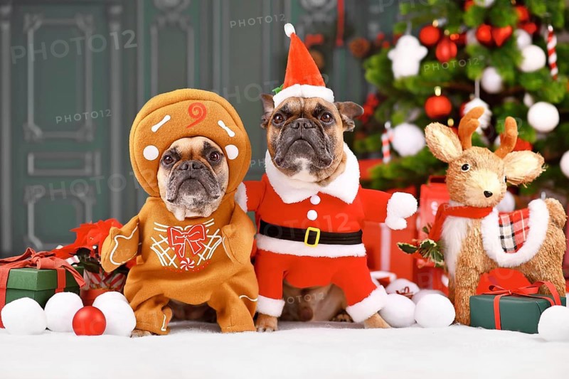 French Bulldog dogs wearing funny Christmas costumes dressed up as Santa Claus and gingerbread man in front of Christmas tree