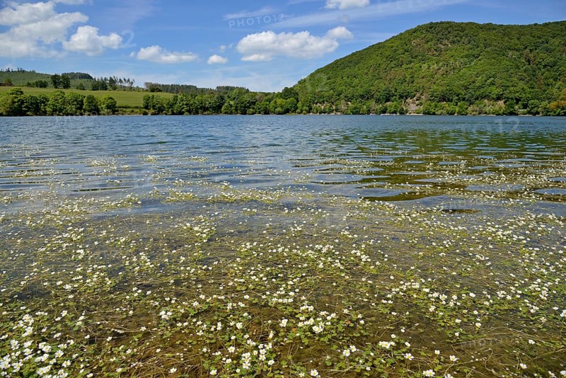 View over the Diemelsee with water crowfoot