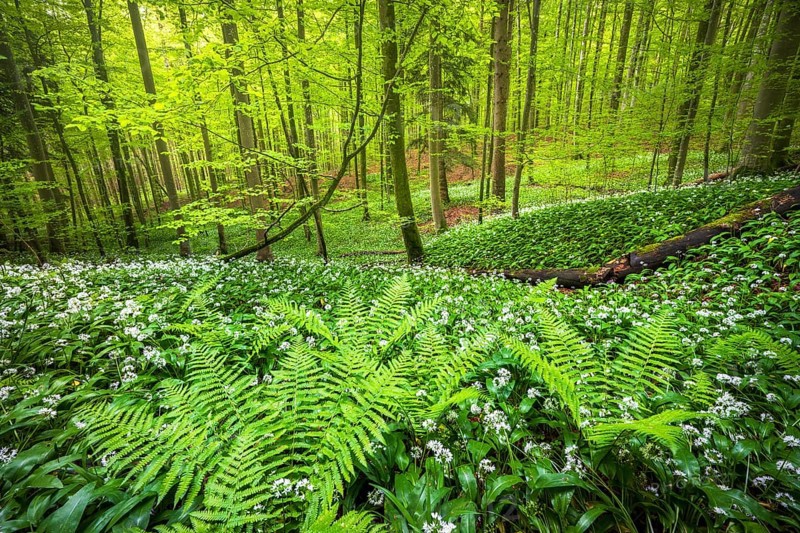 Blooming ramson