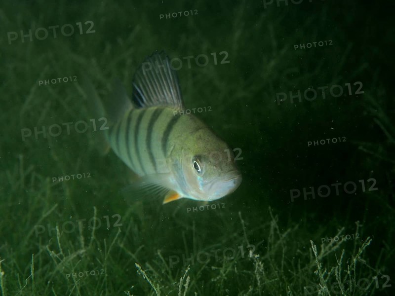 A european perch