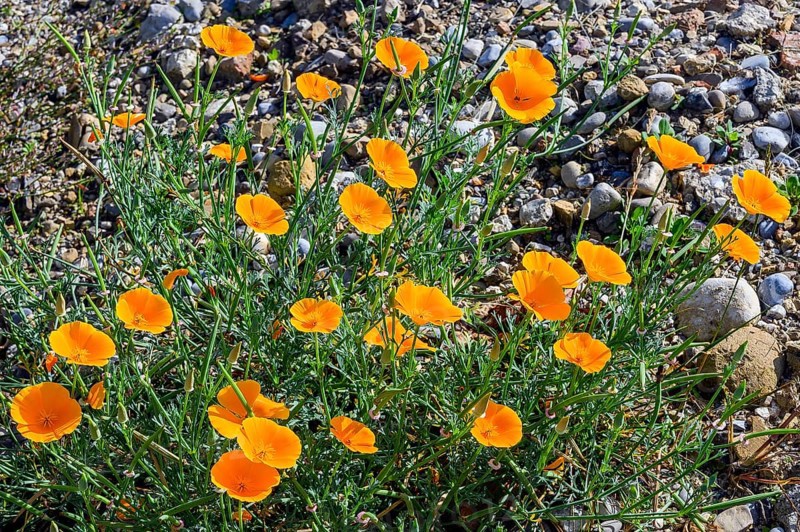 California poppy