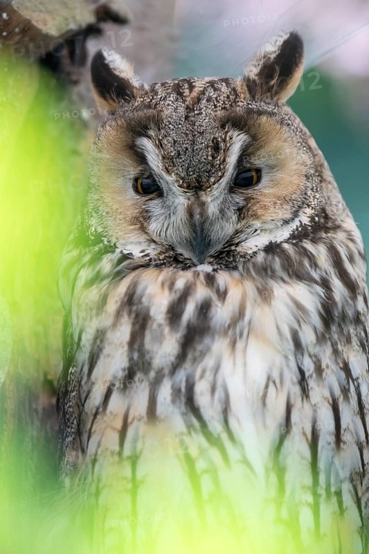 Long-eared owl