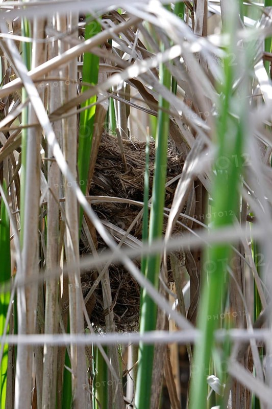 Savi's warbler