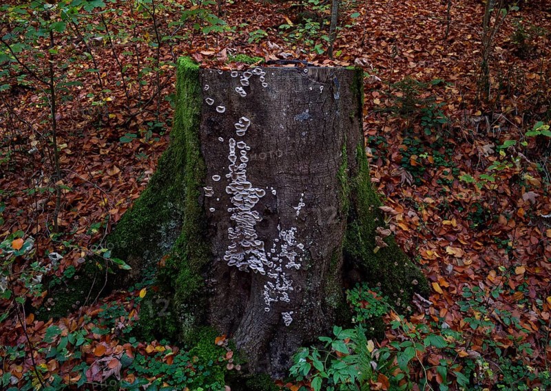 Tree stump with tree fungus in autumn