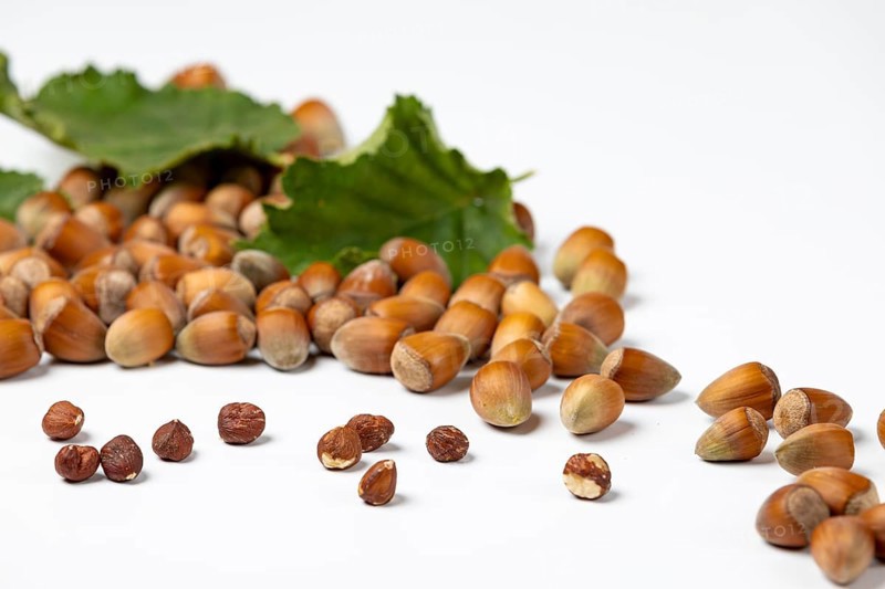 Hazelnuts in and without shell and hazelnut bush leaves