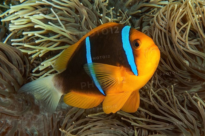 Close-up of symbiotic behaviour Symbiosis of orange fin anemonefish