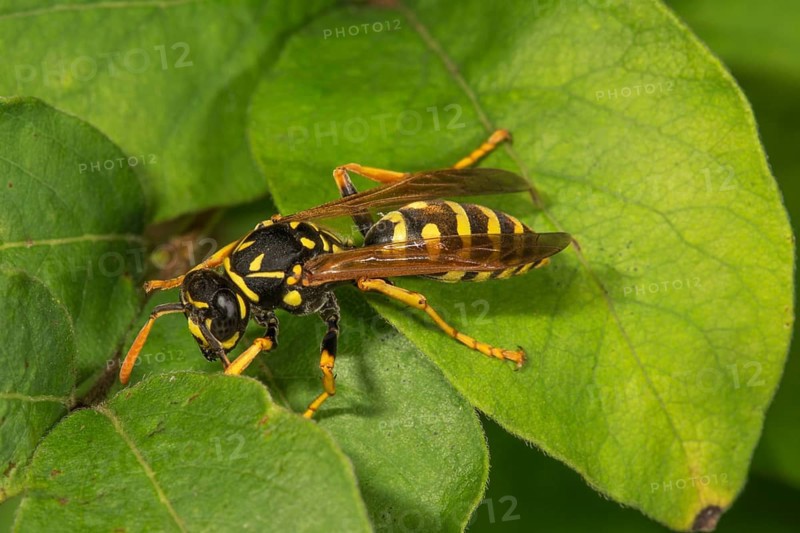 French field wasp