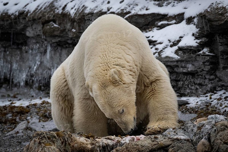 Scavenging polar bear