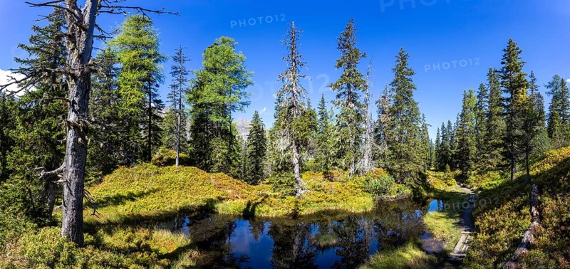 Moor pond on the nature adventure trail through the Rauris primeval forest
