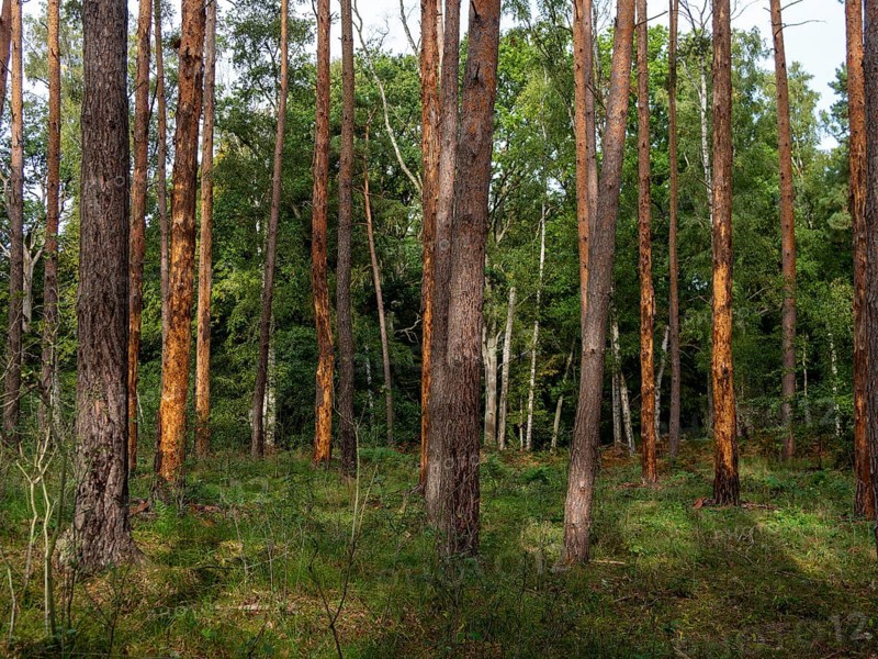Bark beetle in pine forest