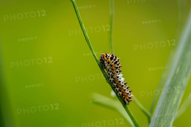 Young swallowtail