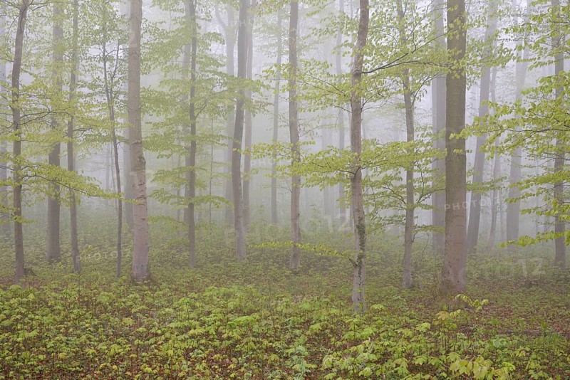 Deciduous forest with natural regeneration in spring with fog