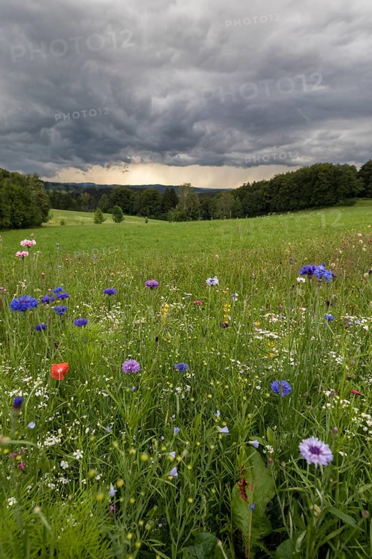 Rainy weather with meadow and farm